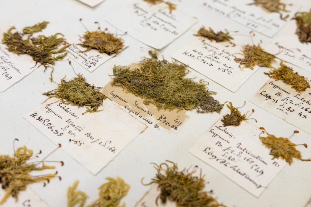 Usages pratiques et fonctions des herbiers historiques